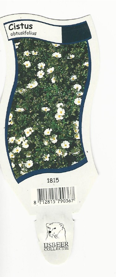 Cistus obtusifolius 0001.jpg